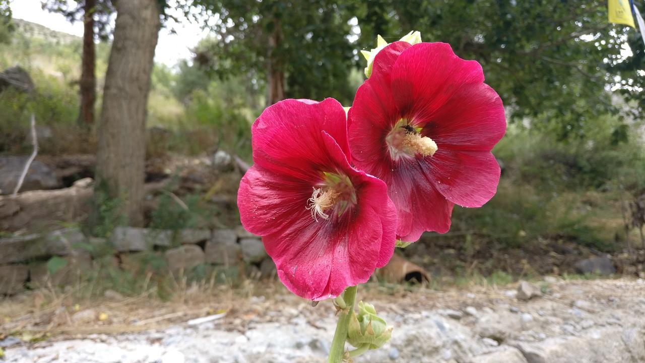 לינה וארוחת בוקר Jispa Gemoor Khar- Manor House מראה חיצוני תמונה